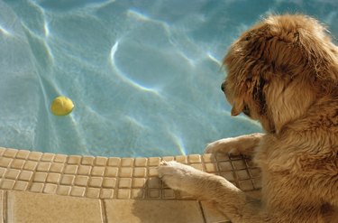 Dog watching floating tennis ball in swimming pool