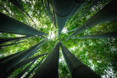 Bamboo forest in Asia in day