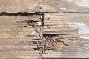 Rotting Wood - Wood Rot Flooring