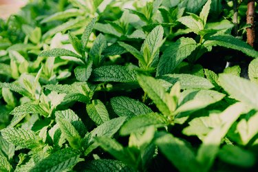 Aromatic mint shrub with green leaves growing in the field