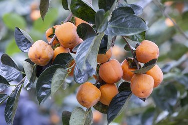 Orange persimmons on tree