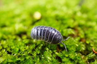 Sow bug Closeup