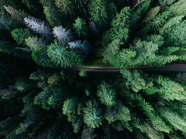 Low angle photo of pine trees