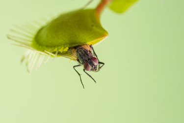 Venus flytrap with a fly on green background