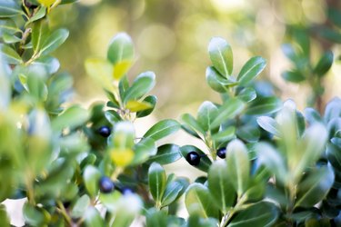 close-up of hedge of ilex crenata evergreen trees & berries