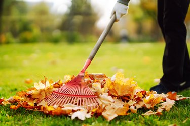 Rake with fallen leaves in the park. Janitor cleans leaves in autumn.