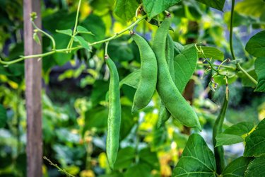 Green bean pods plantation. String beans grow in a farmer's field