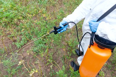 Weed killer herbicide glyphosate spraying. Non-organic vegetables.