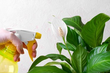 Spraying spathiphyllum or peace lily houseplant in bloom