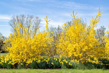 Yellow forsythia and daffodils