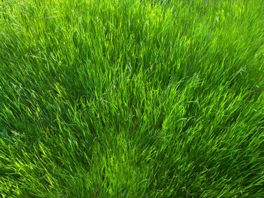 Tall Green Grass Background