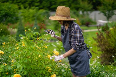 Gardener cuts a branch of a bush with yellow roses.