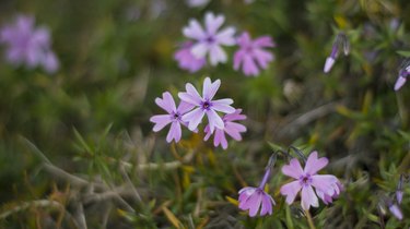 Creeping Phlox