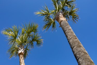 Pair of South Carolina palmetto palm trees seen from below against a blue sky