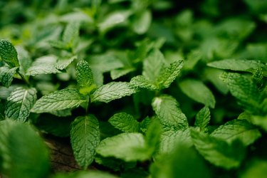 Aromatic spearmint growing in field