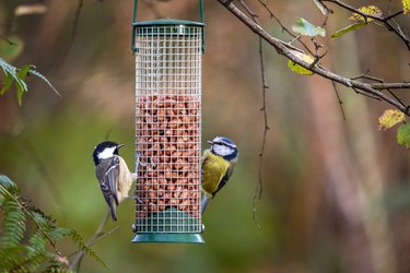 Coal Tit And Blue Tit Feeding On Peanuts In Bird Feeder