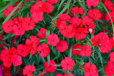 Dianthus / Fringed Pink Flowers