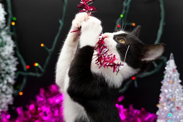 Small black and white cat playing with Christmas tree ribbons