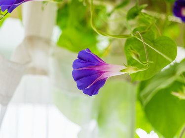Close-up of blooming morning glory indoors