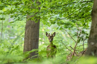 Young male roe deer on a beech forest
