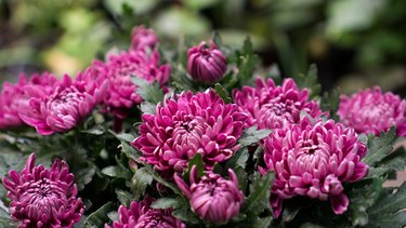 Anemone flower chysanthemum, purple