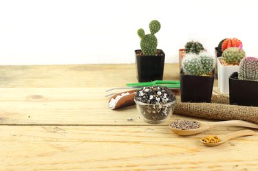 Plant small cactus with gardening tools - organic soil , perlite , vermiculite and fertilizer
