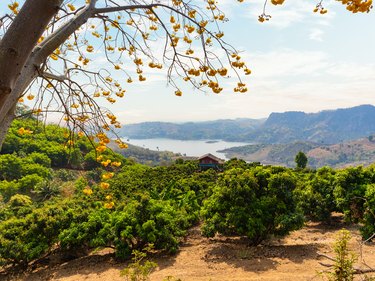 Summer landscape of mango trees plantation