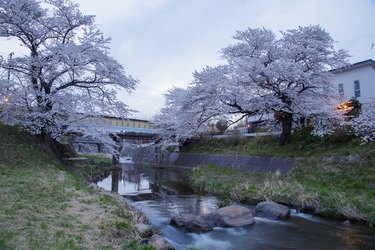 Cherry tree blossom beside river