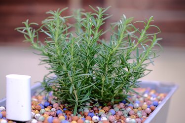 Rosemary plant