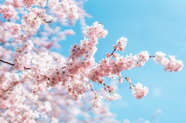 Close up shut of cherry blossom under clear blue sky in Spring