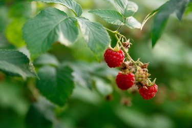 Sweet raspberries on a bush. Farm, health