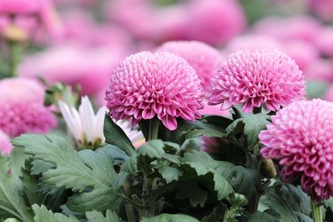 Several Light Pink Chrysanthemum Pompon Flowers Close-up