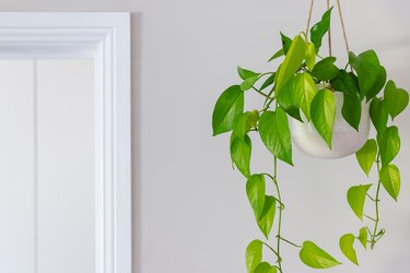 Devil's ivy golden pothos indoor plant vine in a hanging pot near doorway