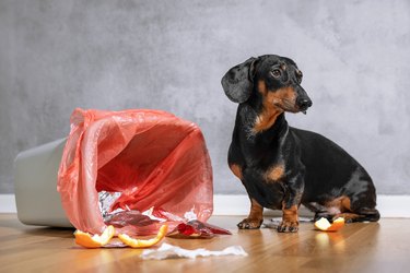 Cute dachshund dog looking up with a guilty expression while sitting next to a tipped over garbage can