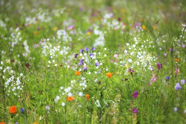 Germany, Baden Wuerttemberg, View of flower meadow