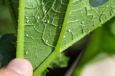 Silverleaf whitefly, Bemisia tabaci (Hemiptera: Aleyrodidae) is an important agricultural pest. Insects on the zucchini.