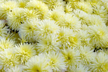 yellow flowers of chrysanthemum at autumn