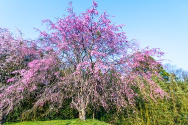 Weeping cherry tree in bloom