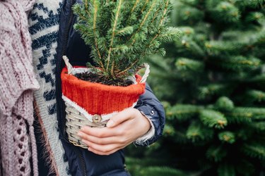 Girl holding potted Christmas tree, close up