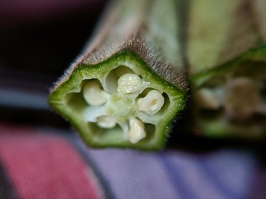 Macro shot of okra , ladyfinger also known as okra cut into two pieces