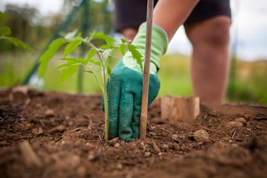 Jardinage - Plants de tomate