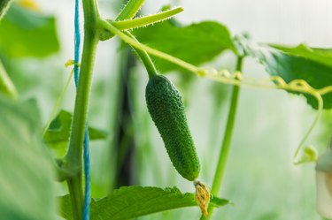 Ovary of a young green cucumber with a flower. Young green cucumbers grow in the greenhouse