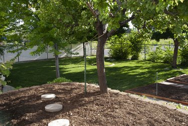 Apricott tree in May in Raised Garden