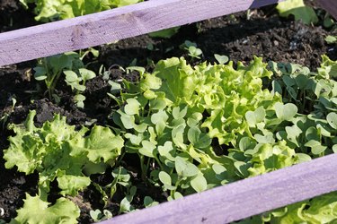 Close up on a small organic vegetable garden