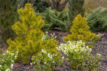 A spring garden planting with white hellebore flowers and Pinus contorta 'Chief Joseph' (Shore Pine)