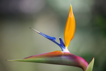 beautiful crane flower, bird of paradise, or isigude (Strelitzia reginae) in the garden