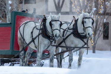 Draft horses pulling a winter sleigh in Sun Valley, Idaho