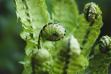 Matteuccia struthiopteris plant,Ostrich fern leaves in spring