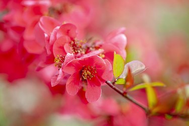 Close-up image of the beautiful spring flowering Japanese Quince flowers also known as Chaenomeles japonica