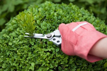 Hand with protective glove and pruning shears cutting a boxwood